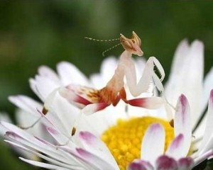 Изображение с име: Orchid Mantis