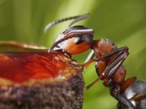 Фото портрет на мравка (автор е Андрей Павлов, който има цяла поредица красиви фотографии, посветени на тези насекоми)