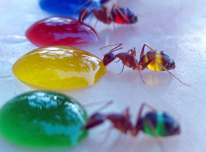 ants_colored_water_01