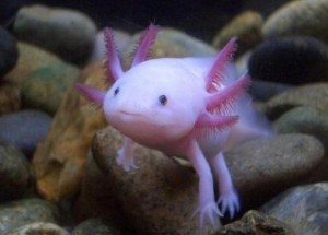 Изображение с име: 6-Axolotl