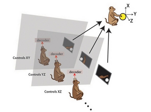 Monkeys in separate rooms faced a computer monitor that showed a virtual arm. Researchers found that the animals synchronized their brain activity and worked together in these "brainets" to complete simple tasks.
