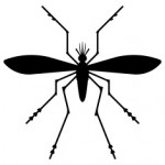 Странно, но един от главните символи на вампирите е комарът, който олицетворява всичко нетрайно. 