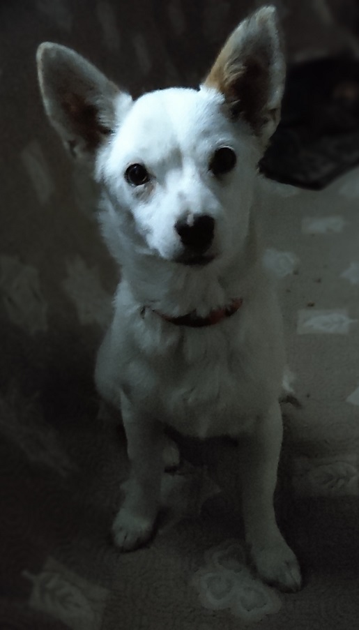 Лора е готова за филм на ужасите.Операторска работа: Джелил.